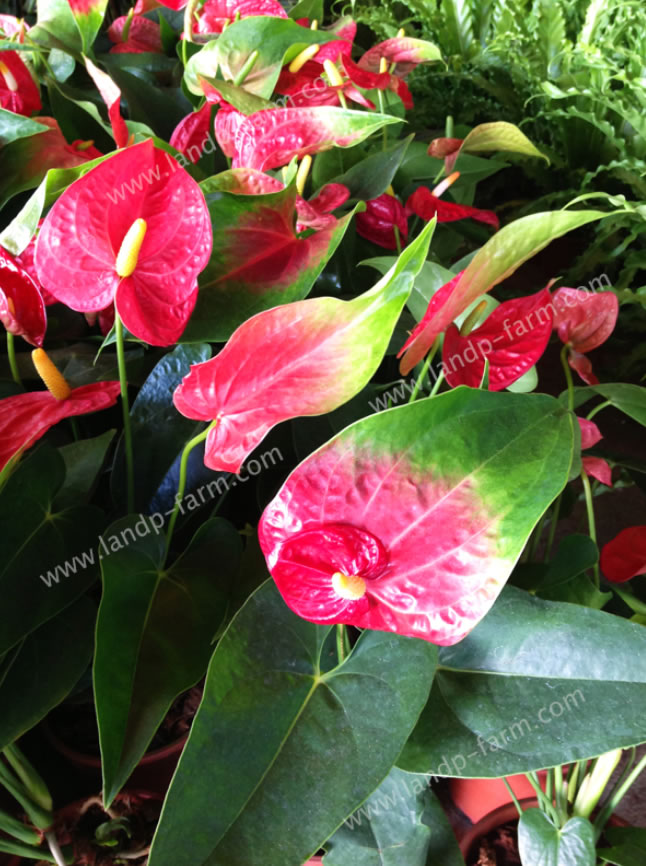 Anthuriums