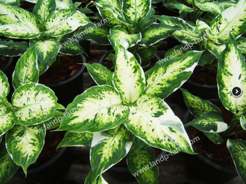 Dieffenbachia