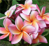 Plumeria