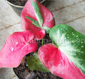 Caladium