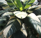 Variegated plants