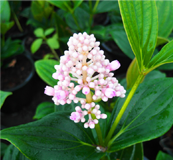 Medinilla Magnifica