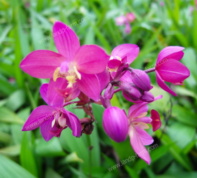Spathoglottis (Ground Orchid)