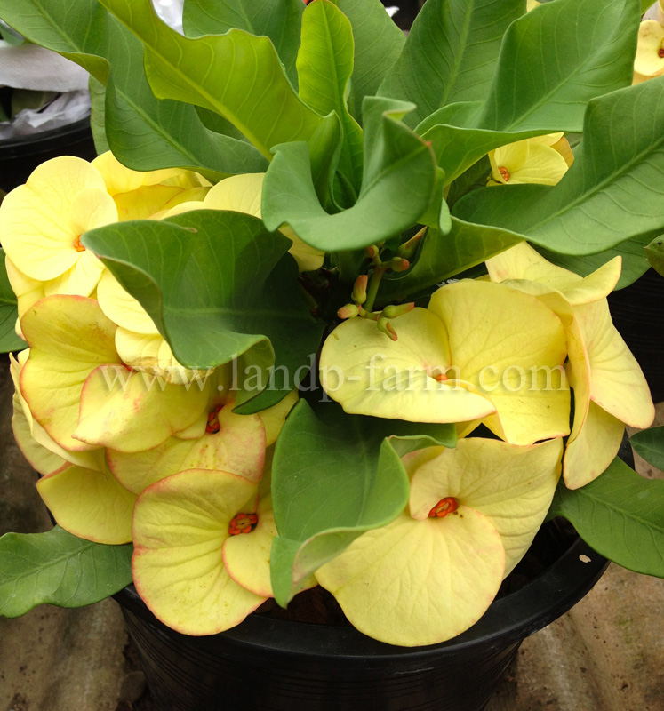 Euphorbia Milii