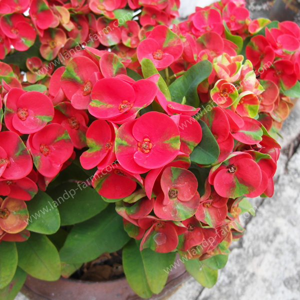 Euphorbia Milii