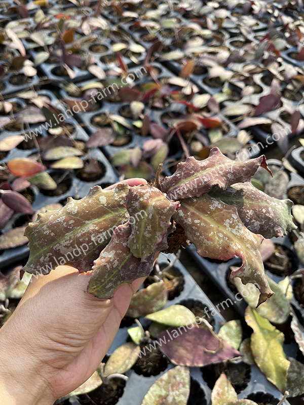 Hoya Undulata<br>HY-040<br>              