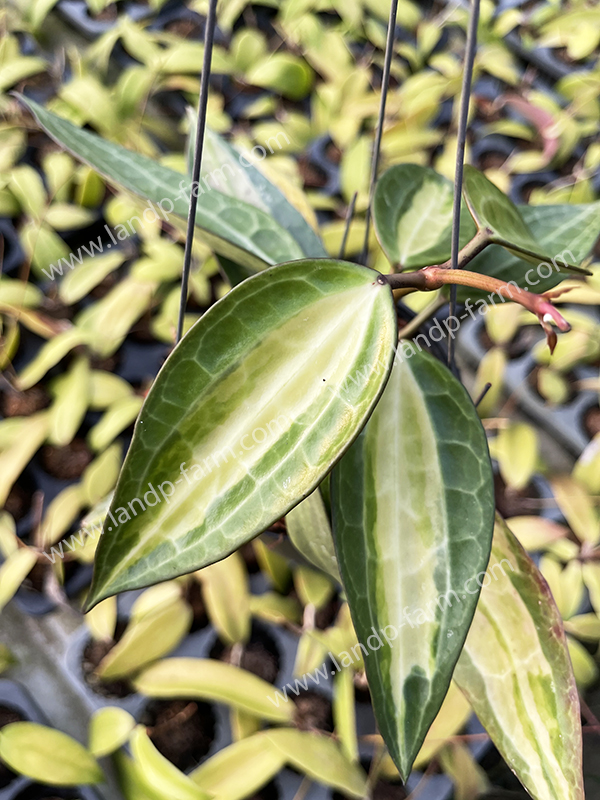 Hoya Macrophylla variegated<br>HY-034<br>              