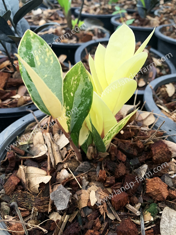 Zamioculcas zamiifolia (variegated)<br>ZZ-003<br>              
