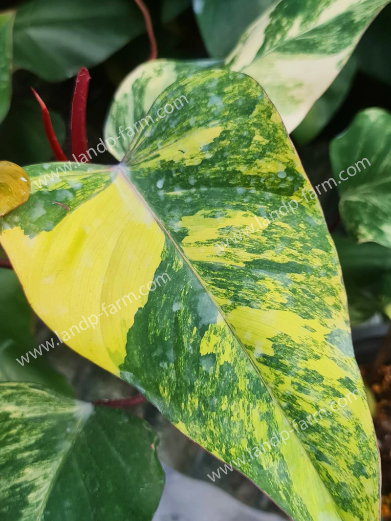 Philodendron strawberry shake <br>PLD-014<br>              
