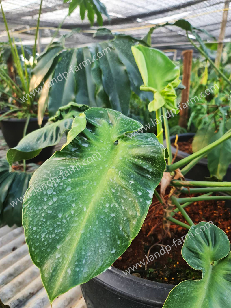 Philodendron Rugosum<br>PLD-017<br>              