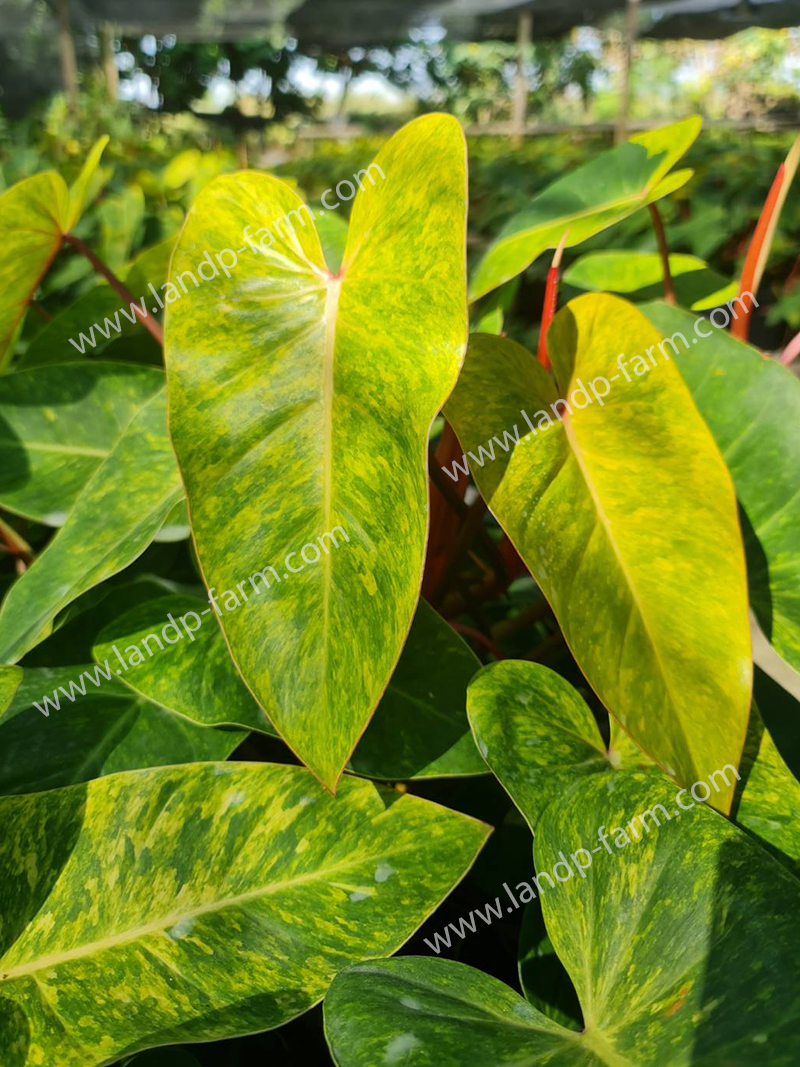 Philodendron painted lady<br>PLD-025<br>              