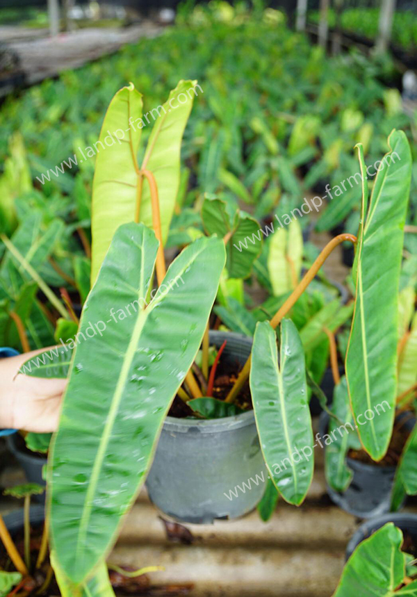 Philodendron Billietiae <br>PLD-011<br>              