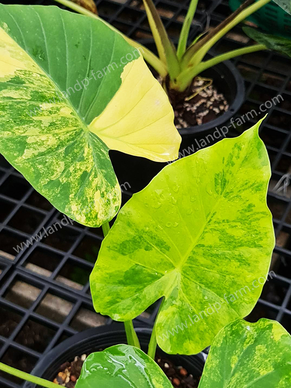 Gageana Aurea Variegated<br>ALO-016<br>              