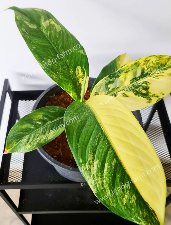 Dieffenbachia Daguensis <br>variegated<br>DBC-019<br>              