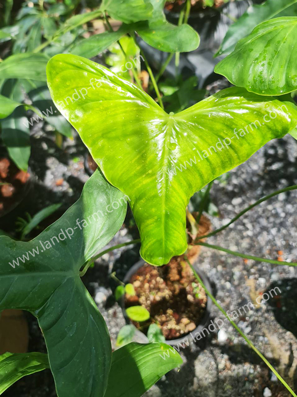 Philodendron Oxapapense<br>PLD-079<br>              