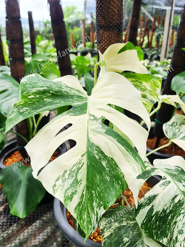 Monstera Albo Holland<br>MONS-001<br>              