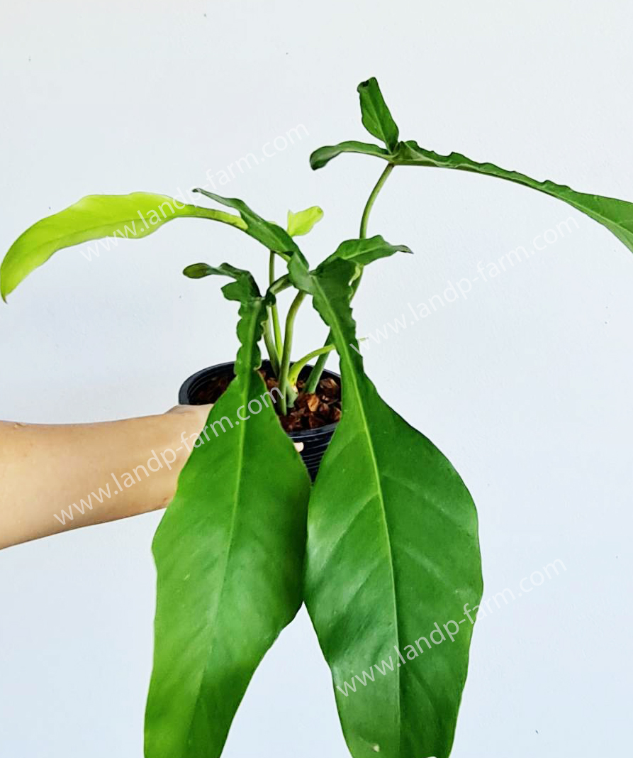 Philodendron Joepii<br>PLD-052<br>              