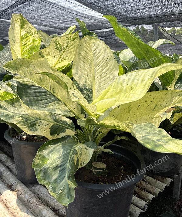 Dieffenbachia sp. variegated<br>DBC-020<br>              