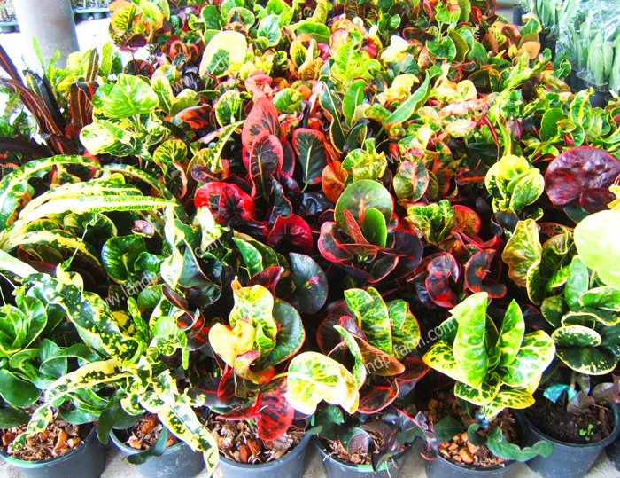 Croton mixed colors <br>(Size pot 6”)<br>              