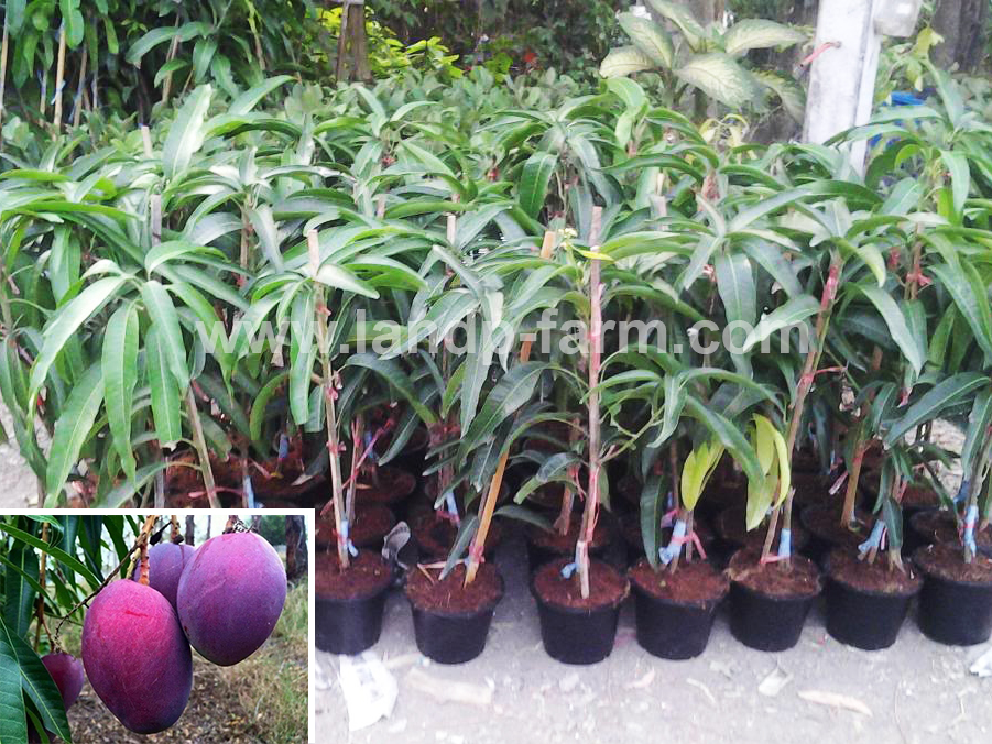 Violet mango (Khai mook) <br>FP-036</br>              
