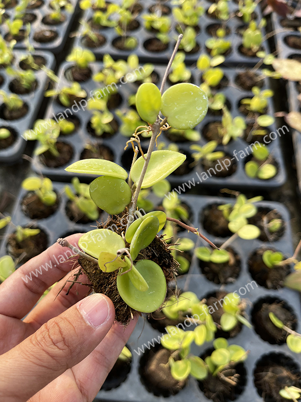 Hoya Heuschkeliana yellow<br>HY-029<br>              