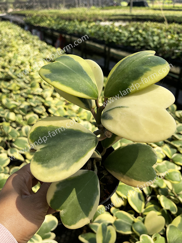 Hoya Kerrii (Outer variegated leafs)<br>HY-001<br>              