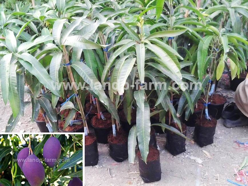 Violet mango (Nam dok mai sri maung) <br>FP-035</br>              