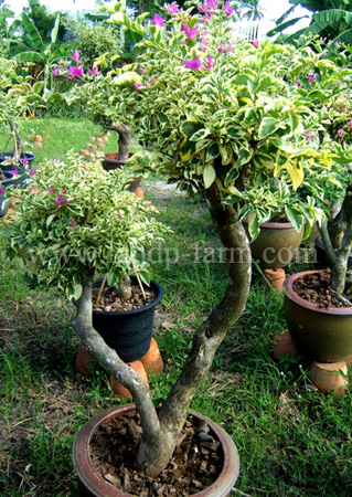 2 bush, 3-4-colors grafted (Variegated leafs, size XL)<br>BGV-007<br>              