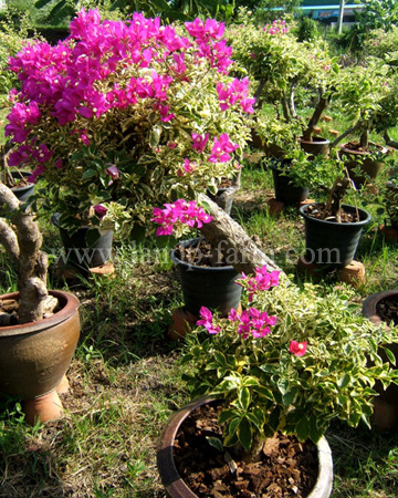 Adenium bare roots