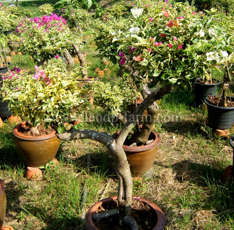 Adenium bare roots
