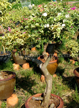 Adenium bare roots