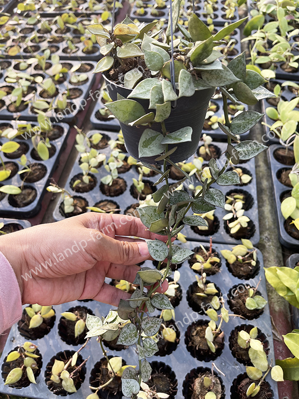 Hoya Krohniana silver<br>HY-032<br>              