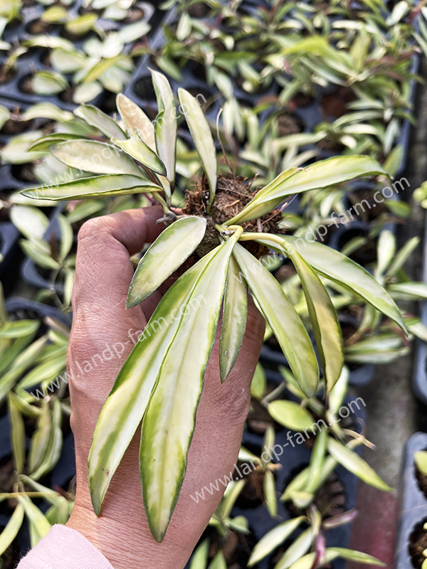 Hoya Kentiana variegata<br>HY-031<br>              