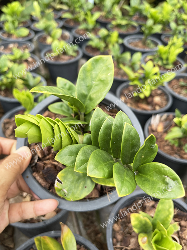 Zamioculcas zamiifolia <br>Zenzi Dwarf<br>ZZ-004<br>              