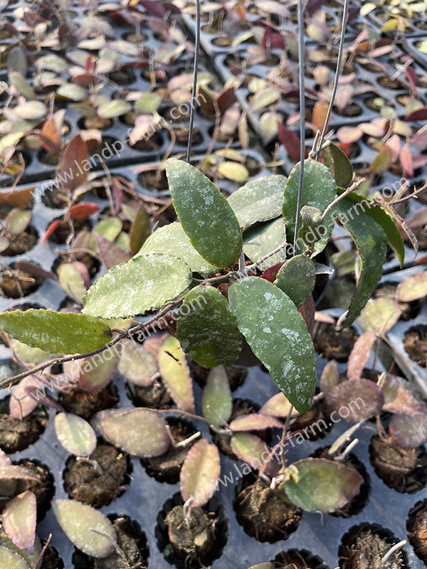 Hoya Caudata sumatra<br>HY-026<br>              