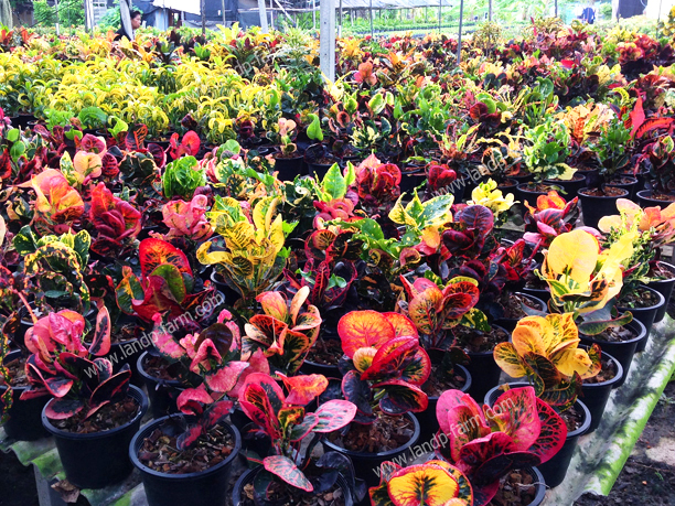 Croton mixed colors <br>(Size pot 8”)<br>              