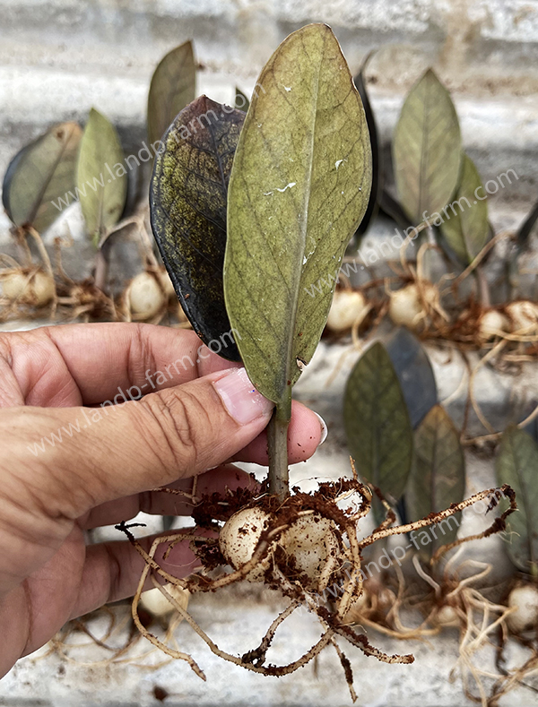 Zamioculcas zamiifolia Raven (Black)<br>ZZ-002<br>              