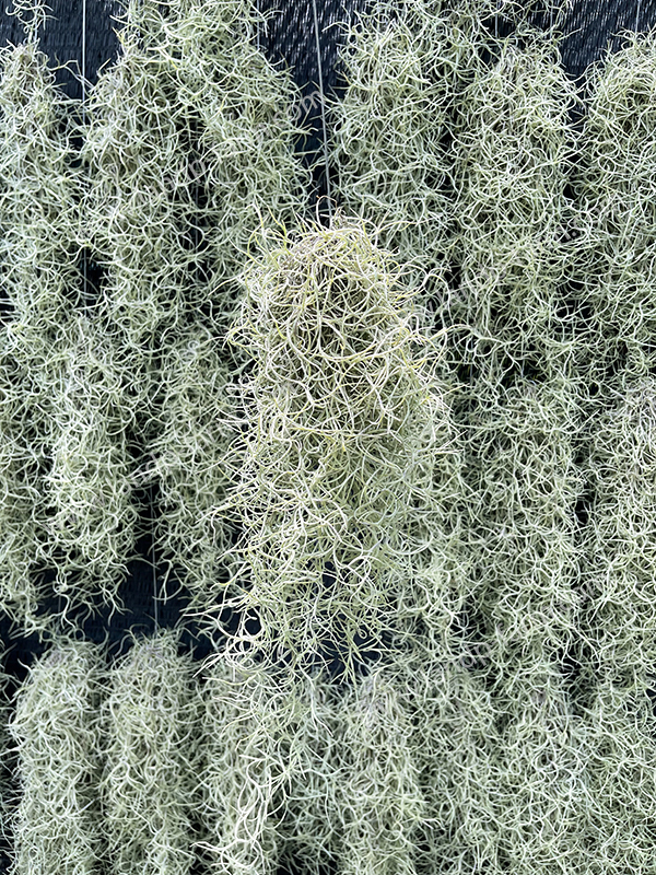 Spanish moss <br>TAP-015<br>              