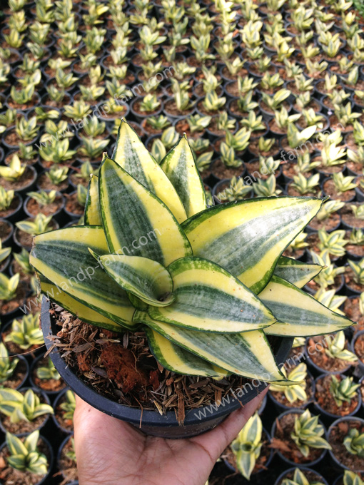 Sansevieria Trifasciata cv. Golden hahnii <br>SAN-002 (Pot 6