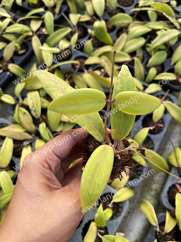 Hoya ilagiorum<br>HY-030<br>              