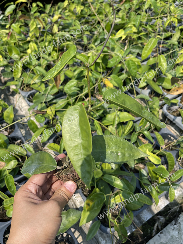 Hoya Macgillivrayi<br>HY-033<br>              