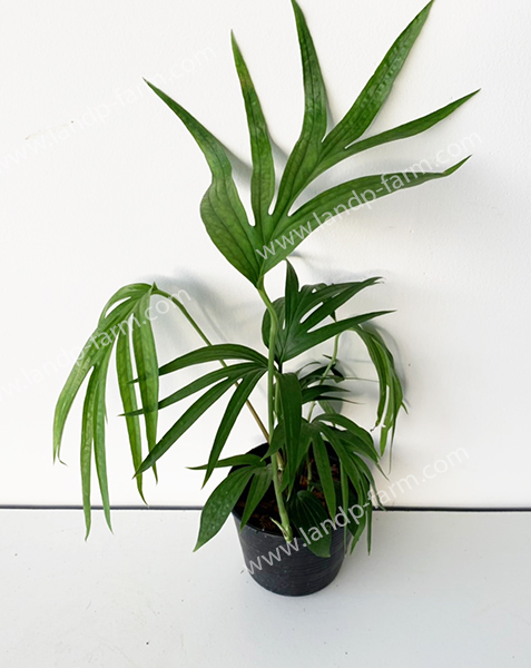 Philodendron zippelianum<br>PLD-044<br>              