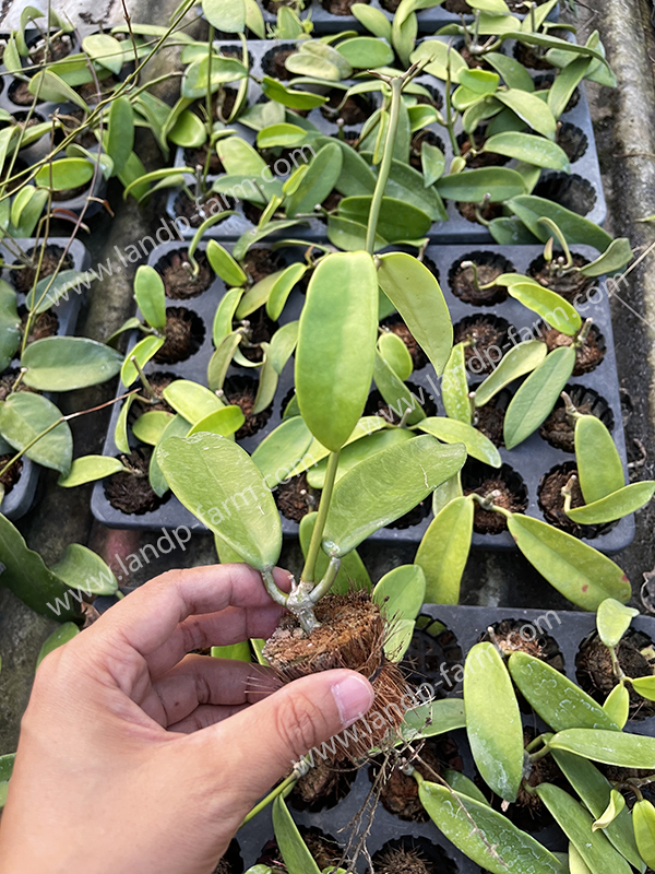 Hoya Meliflua<br>HY-036<br>              