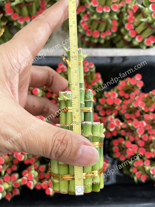 Lucky Bamboo<br>(Small size 12 cm. high)
<br>LB-001<br>
              