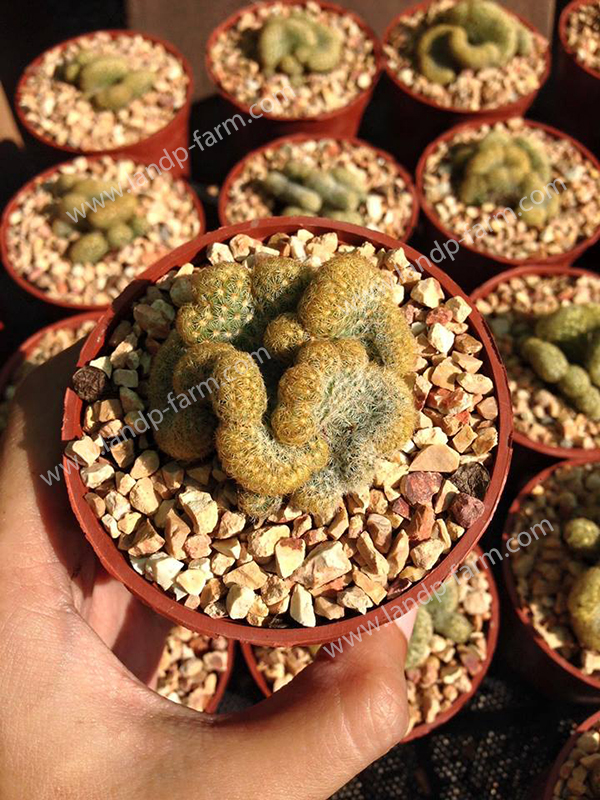 Mammillaria Elongata Cristata<br>CAC-016<br>              