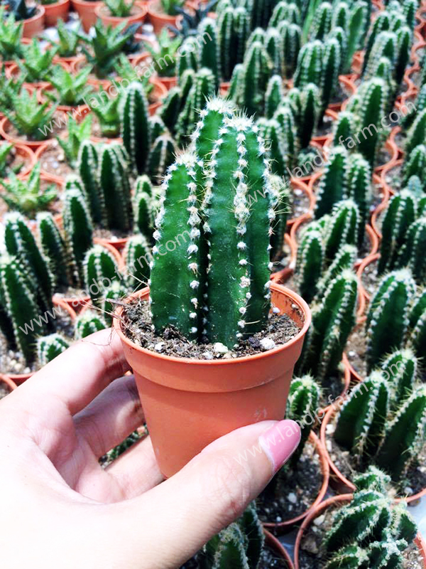 Cereus Peruvianus Florida<br>CAC-018<br>              