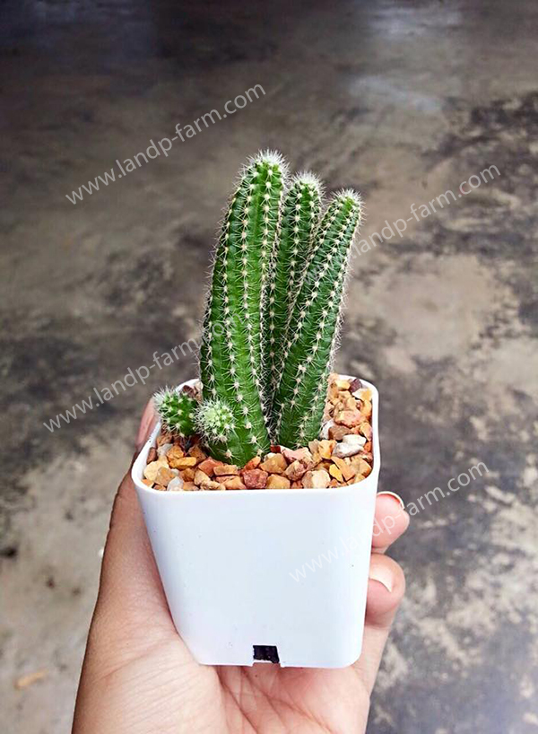 Echinopsis Spachiana<br>CAC-019<br>              