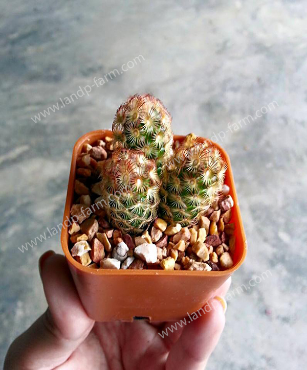 Mammillaria Gracilis<br>CAC-031<br>              