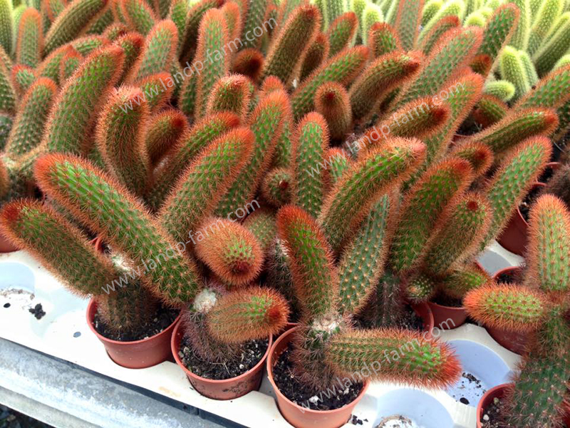 Disocactus Flagelliformis<br>CAC-034<br>              