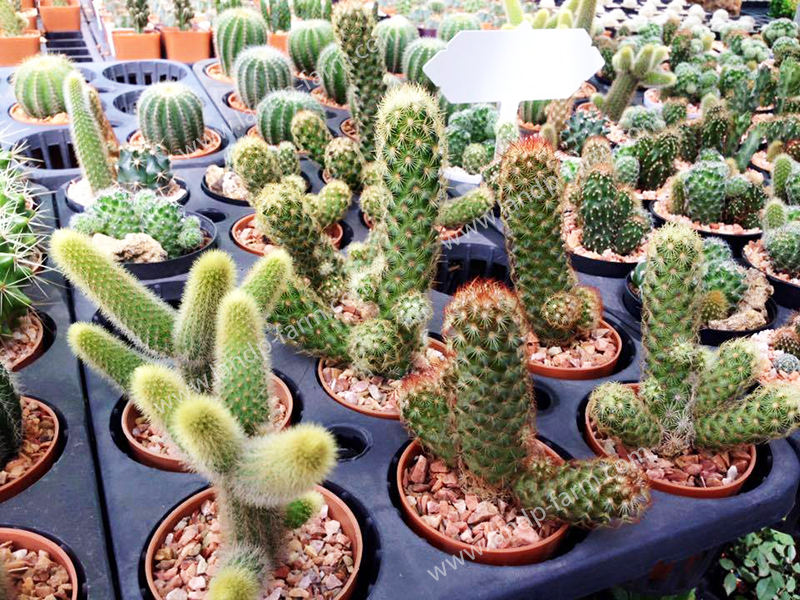 Mammillaria Elongata<br>CAC-035<br>              